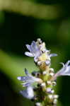 Pickerelweed